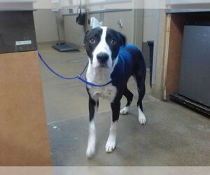 Mutt Dogs for adoption in Sacramento, CA, USA