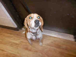 Beagle Dogs for adoption in Pearland, TX, USA