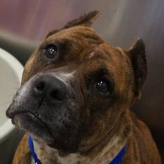 Staffordshire Bull Terrier Dogs for adoption in Dallas, TX, USA