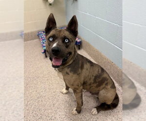 Catahoula Leopard Dog-Siberian Husky Mix Dogs for adoption in Brighton, CO, USA