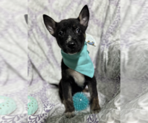 Mutt Dogs for adoption in Rockville, MD, USA