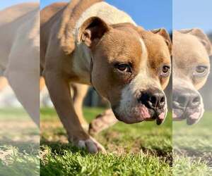American Pit Bull Terrier Dogs for adoption in Visalia, CA, USA
