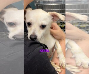 Chihuahua-Unknown Mix Dogs for adoption in Chico, CA, USA