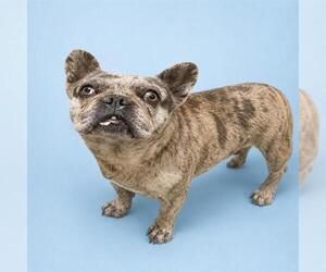 Medium Photo #1 French Bulldog Puppy For Sale in HESPERIA, CA, USA