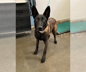 Mutt Dogs for adoption in Camarillo, CA, USA