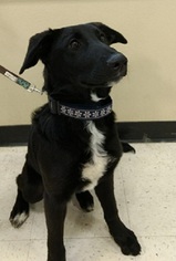 Border Collie Dogs for adoption in Millville, UT, USA