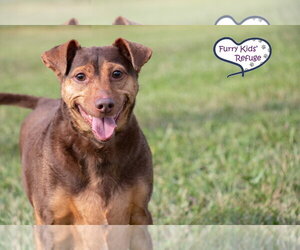 Chiweenie Dogs for adoption in Lee's Summit, MO, USA