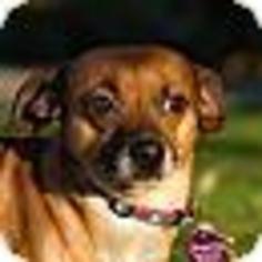 Chiweenie Dogs for adoption in La Quinta, CA, USA