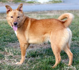 Shiba Inu Dogs for adoption in Bedford, VA, USA