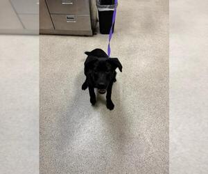 Labrador Retriever-Unknown Mix Dogs for adoption in Riverside, CA, USA