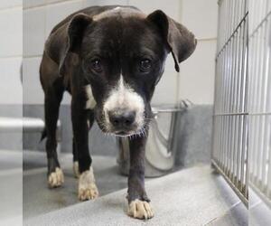 American Staffordshire Terrier-Unknown Mix Dogs for adoption in San Antonio, TX, USA