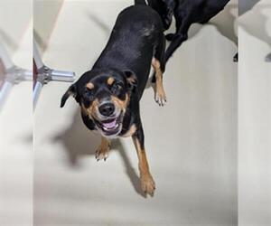 Chihuahua Dogs for adoption in Bakersfield, CA, USA