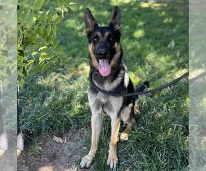 German Shepherd Dog Dogs for adoption in Modesto, CA, USA