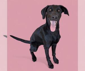 Labrador Retriever Dogs for adoption in Bakersfield, CA, USA