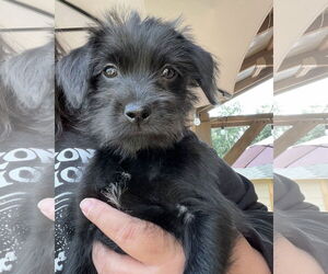 Mutt Dogs for adoption in Corona, CA, USA