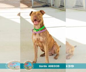 American Bulldog Dogs for adoption in Mobile, AL, USA