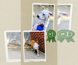 American Bulldog Dogs for adoption in columbia, SC, USA