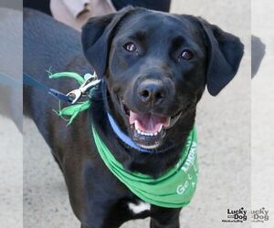 Labrador Retriever-Retriever  Mix Dogs for adoption in Washington, DC, USA