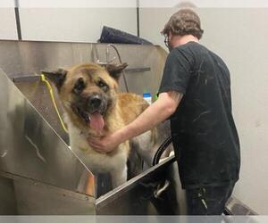 Akita Dogs for adoption in Sanford, FL, USA