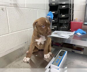 German Shepherd Dog-Unknown Mix Dogs for adoption in San Bernardino, CA, USA