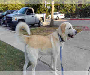 Golden Pyrenees Dogs for adoption in San Antonio, TX, USA