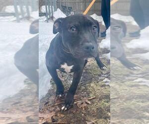 Boxer Dogs for adoption in Calverton, NY, USA