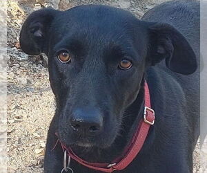 Labrador Retriever-Unknown Mix Dogs for adoption in Boston, MA, USA