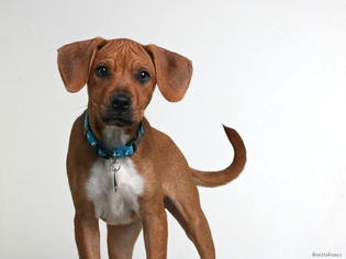 Boxer-Unknown Mix Dogs for adoption in Eden Prairie, MN, USA