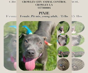 American Bulldog-Staffordshire Bull Terrier Mix Dogs for adoption in New Orleans, LA, USA