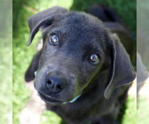 Weimaraner Dogs for adoption in Austin, TX, USA