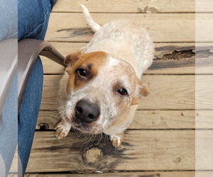 Mutt Dogs for adoption in FAIRLAWN, OH, USA