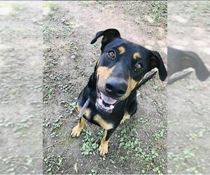 Doberman Pinscher Dogs for adoption in Concord, NC, USA