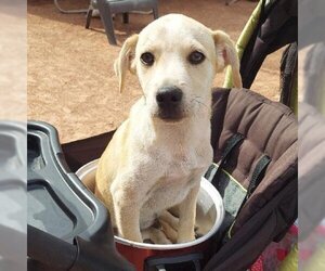 Mutt Dogs for adoption in Moab, UT, USA
