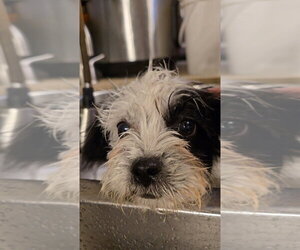 Shih Tzu-Unknown Mix Dogs for adoption in Pacifica, CA, USA