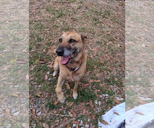 Mutt Dogs for adoption in Miami, FL, USA