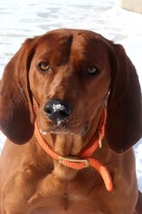 Redbone Coonhound-Unknown Mix Dogs for adoption in Siren, WI, USA