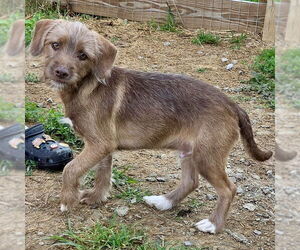 Bocker Dogs for adoption in Batavia, OH, USA