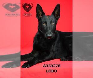 Mutt Dogs for adoption in Stockton, CA, USA