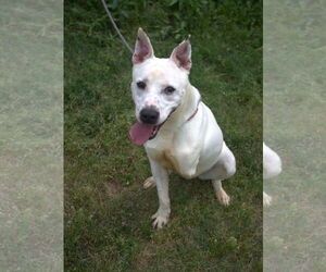 Mutt Dogs for adoption in Jackson, MS, USA