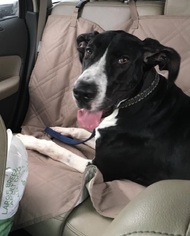 Great Dane Dogs for adoption in Charlotte, NC, USA