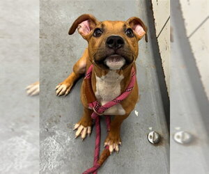 Mutt Dogs for adoption in Peoria, IL, USA