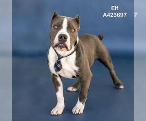 Mutt Dogs for adoption in Conroe, TX, USA