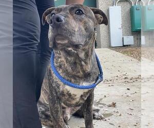 Mutt Dogs for adoption in Placerville, CA, USA