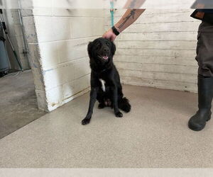 German Shepherd Dog-Unknown Mix Dogs for adoption in San Bernardino, CA, USA