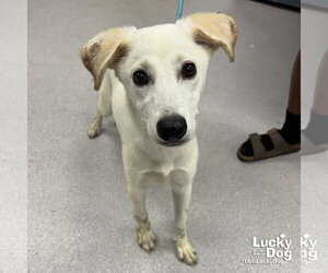 Labrador Retriever-Unknown Mix Dogs for adoption in Washington, DC, USA