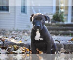 American Pit Bull Terrier Dogs for adoption in Mechanicsburg, PA, USA