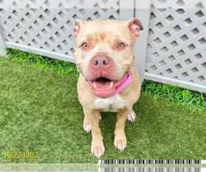 American Pit Bull Terrier Dogs for adoption in West Palm Beach, FL, USA