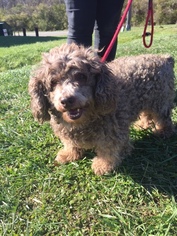 Poodle (Standard) Dogs for adoption in Batavia, OH, USA