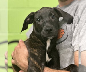 Mutt Dogs for adoption in Elmsford, NY, USA