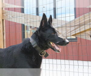 German Shepherd Dog Dogs for adoption in Chestertown, MD, USA